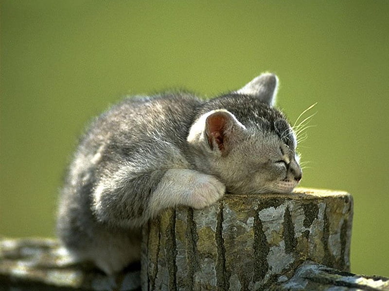Minino, rest, cute, asleep, cat, kitten, stump, sweet, HD wallpaper