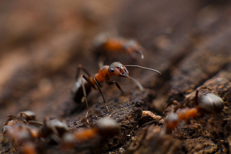 colony of fire ant, HD wallpaper