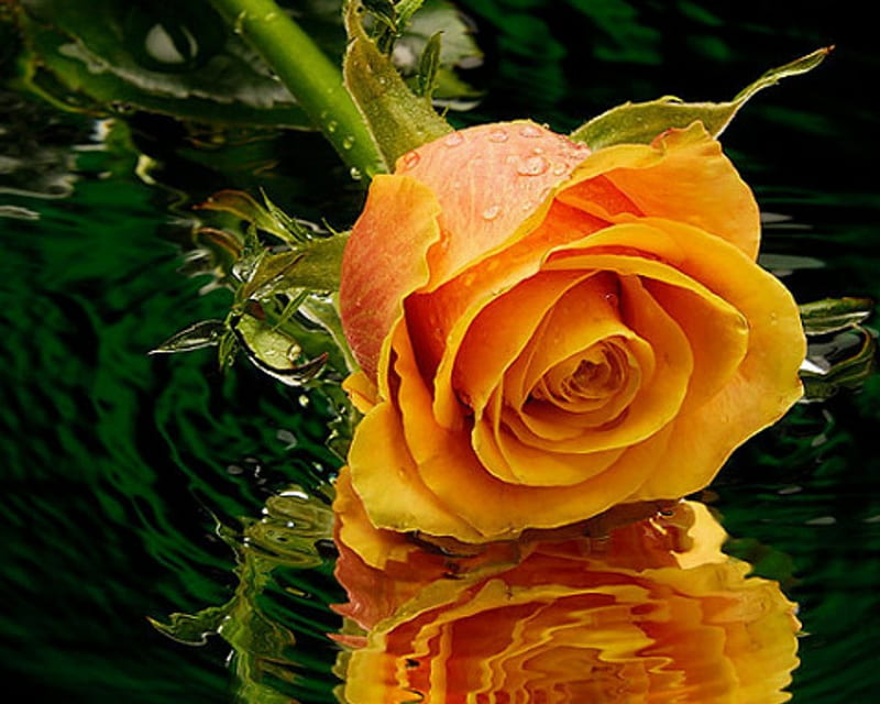 Beautiful Rose, flowers, petals, nature, rose, HD wallpaper | Peakpx