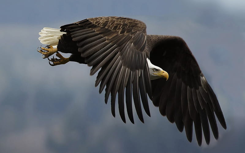 large eagle, giant, bird of prey, big, flying, HD wallpaper