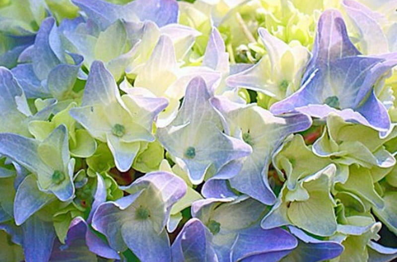 Hortensia blanca azul, hortensia, flores, naturaleza, blanco, azul, Fondo  de pantalla HD | Peakpx