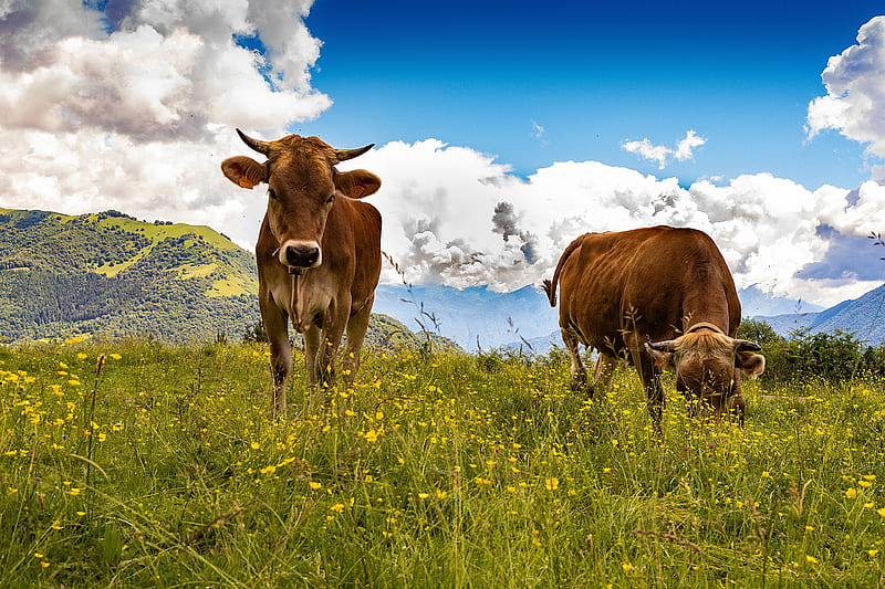 Animal, Cow, HD wallpaper