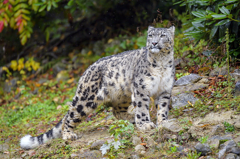 irbis, snow leopard, big cat, predator, wildlife, HD wallpaper