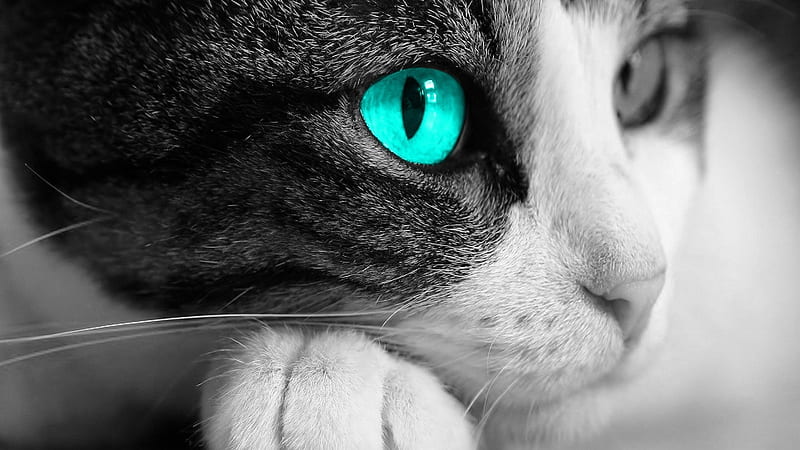 cat eye-Animal graphy, HD wallpaper