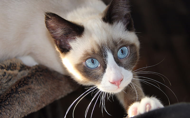 Siamese muzzle, pets, blue eyes, cute animals, cats, Siamese Cat, HD wallpaper