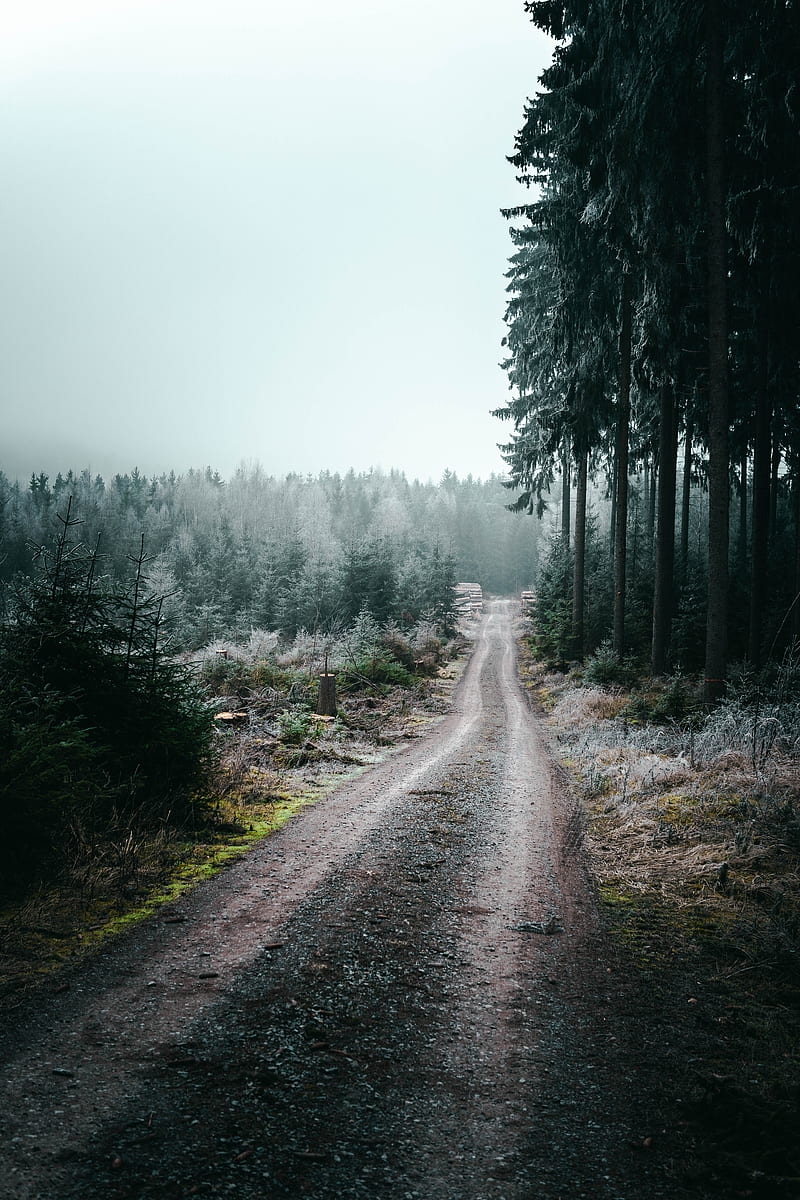 forest, road, fog, trees, nature, HD phone wallpaper