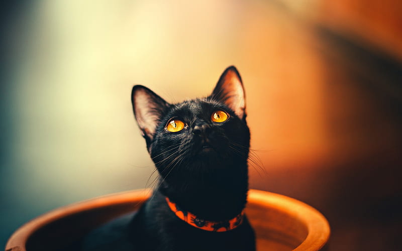 Bombay Cat, black cat with yellow eyes, pets, bokeh, domestic cat, black cat, cats, Bombay, HD wallpaper