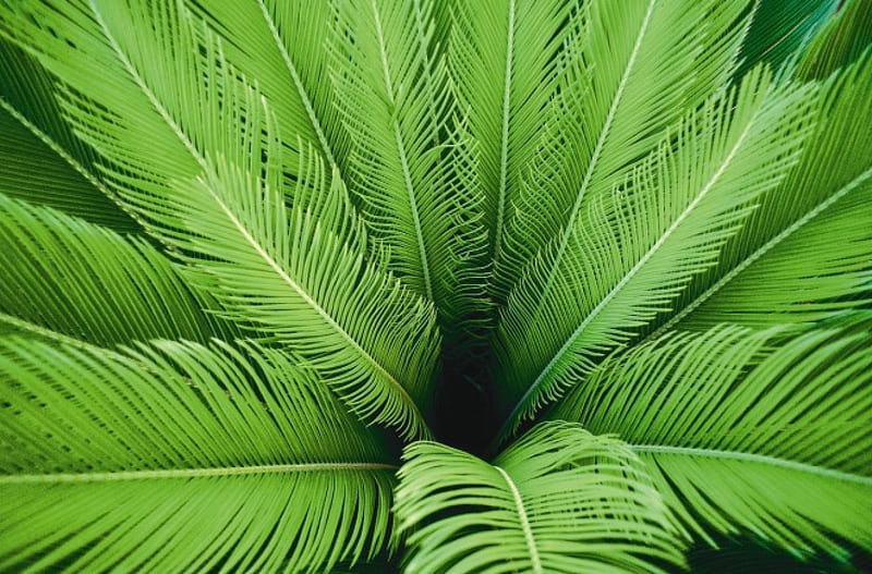 Palm tree closeup, closeup, fronds, palm tree, HD wallpaper