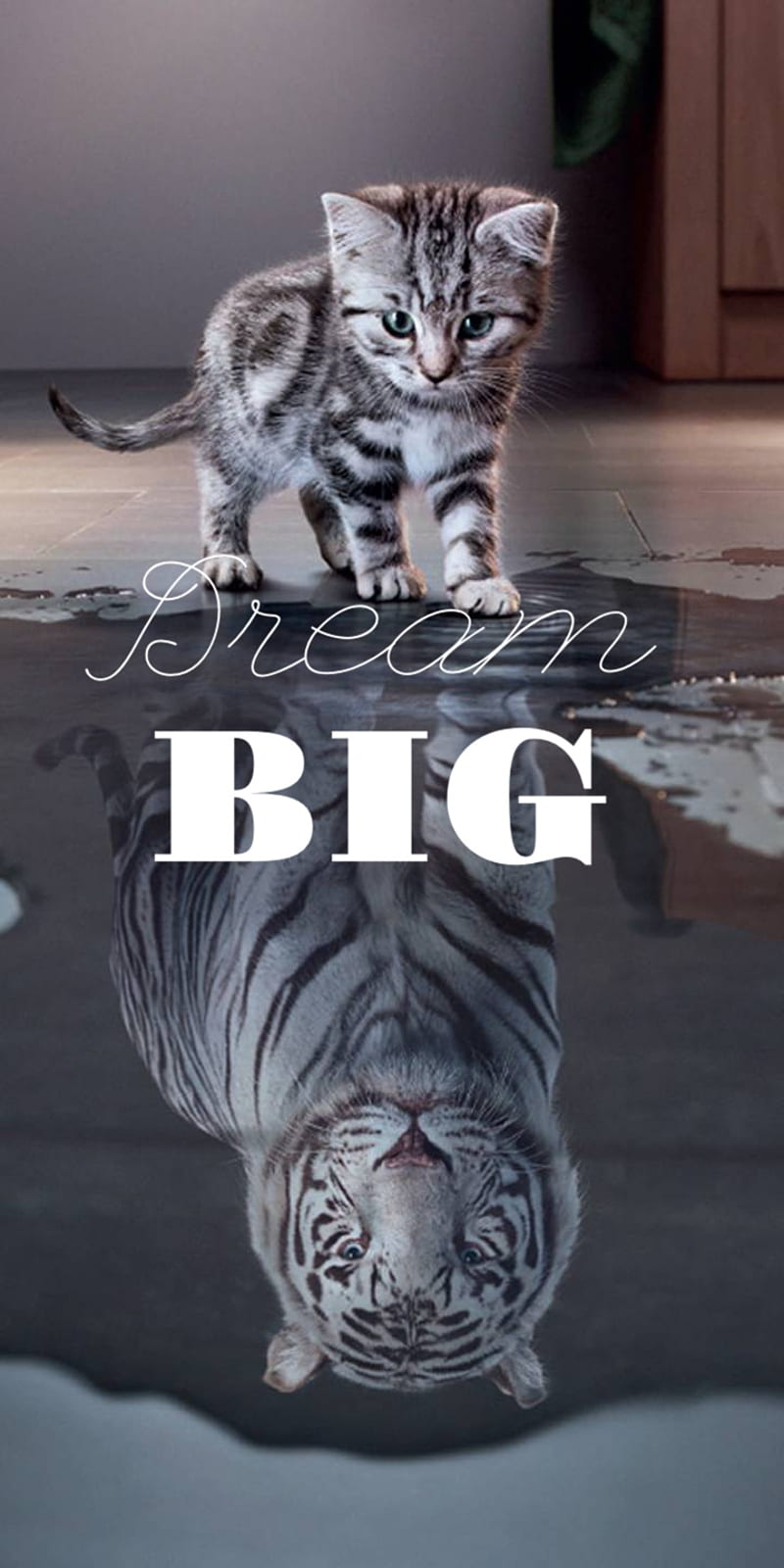 Dream Big, kitten, HD phone wallpaper