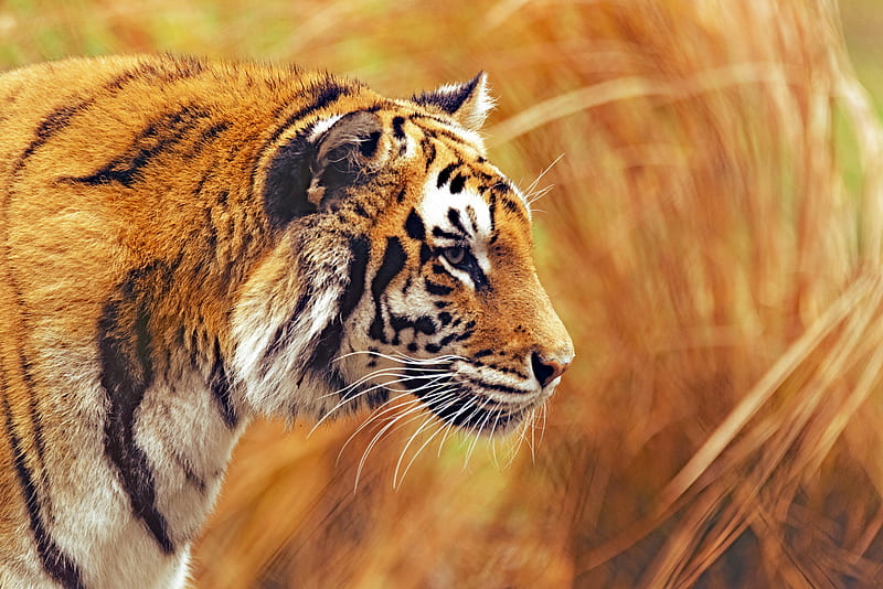 tiger, predator, wildlife, big cat, striped, HD wallpaper
