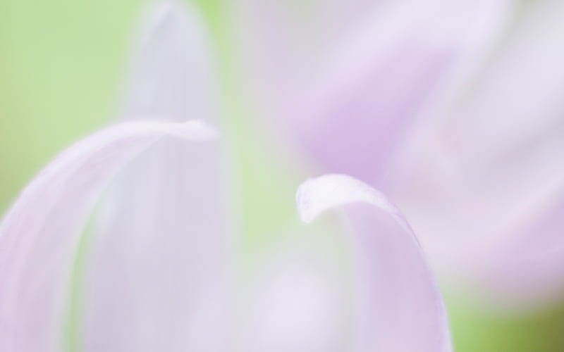 Soft Focus graphy - Romantic Flowers dim 18, HD wallpaper