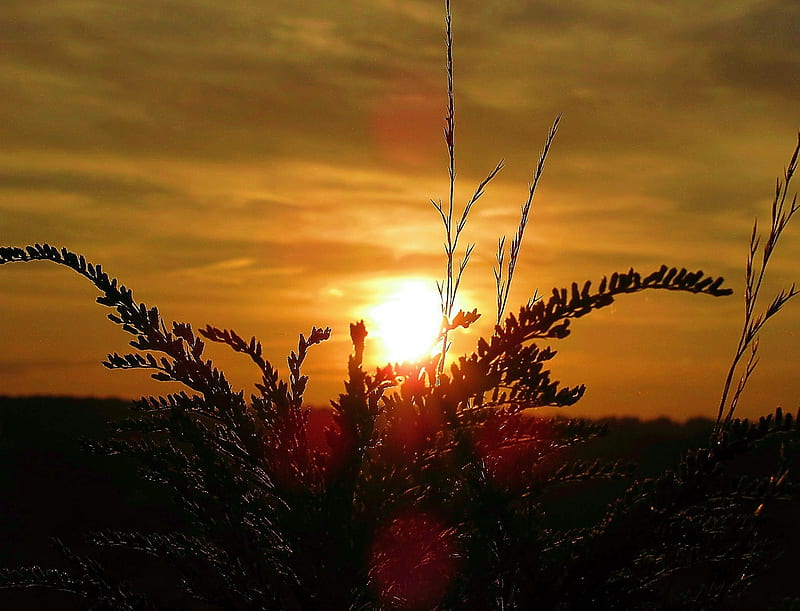 Glowing Grasses At Sunset Grass Nature Sunset Sky Field Hd