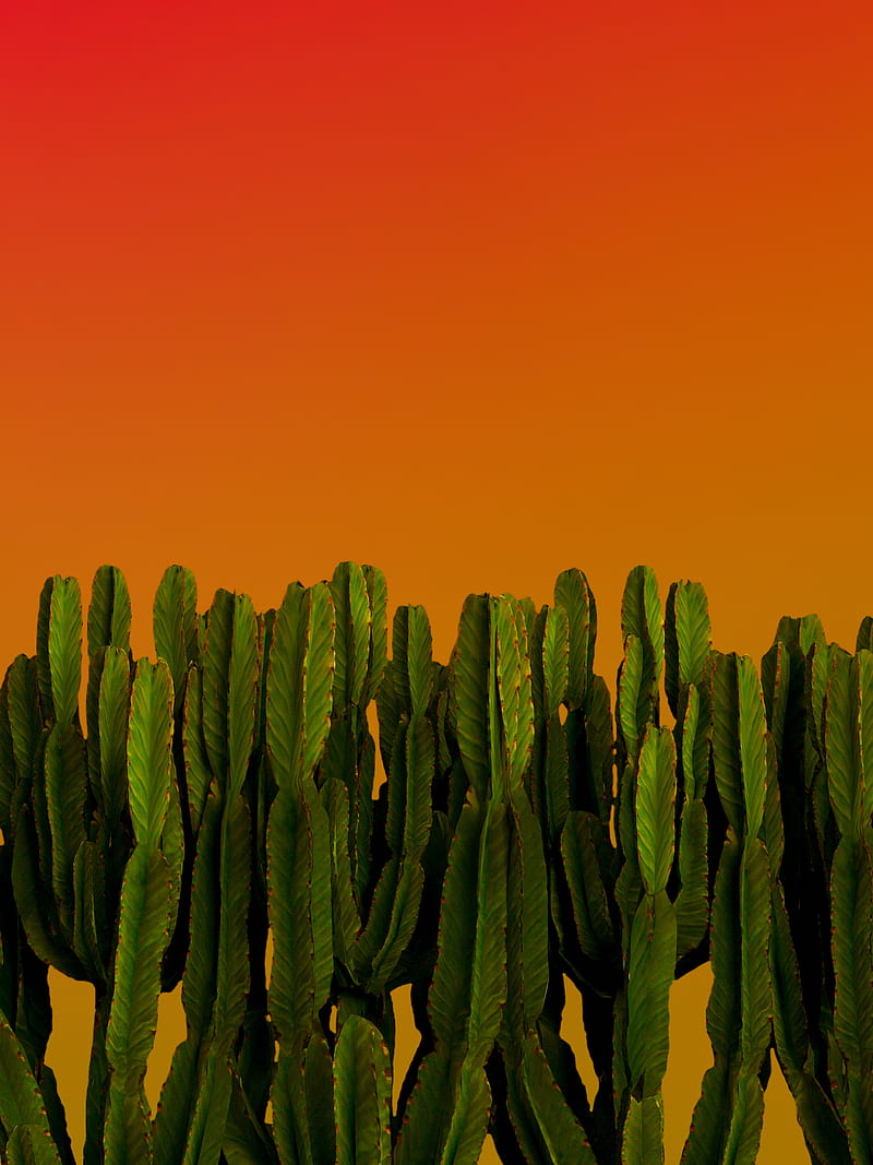 cacti, plants, green, HD phone wallpaper