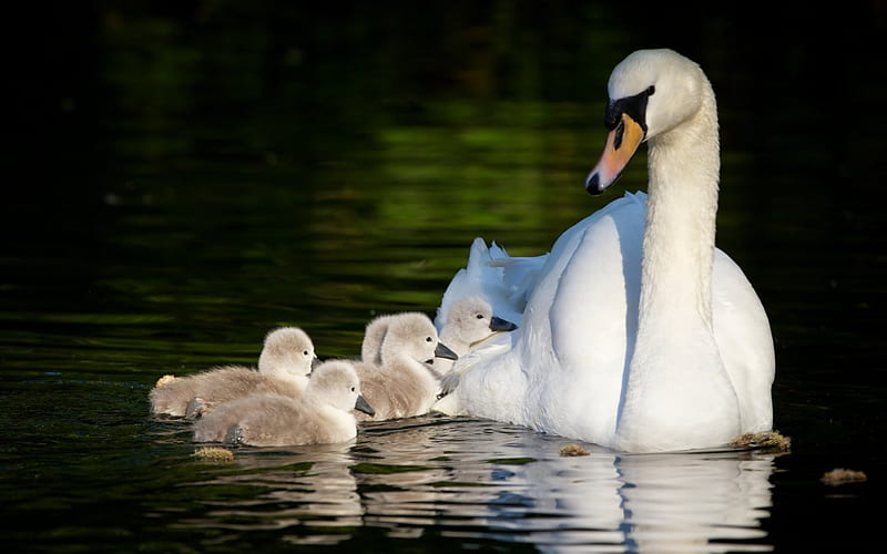 Swan family, family, swan, mother, baby, water, green, bird, chicks, white, HD wallpaper