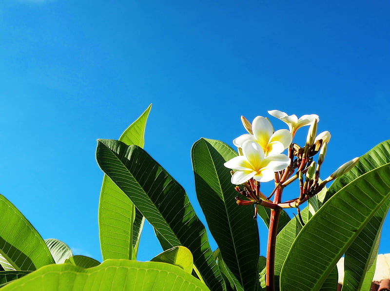 Plumeria and Blue Sky, exotic, hawaii, plant, plumeria, sky, tree, frangipani, flowers, tropical, hawaiian, blue, HD wallpaper