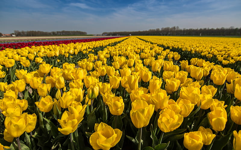 yellow tulips, spring flowers, yellow wildflowers, tulips, spring, field with yellow flowers, Netherlands, HD wallpaper