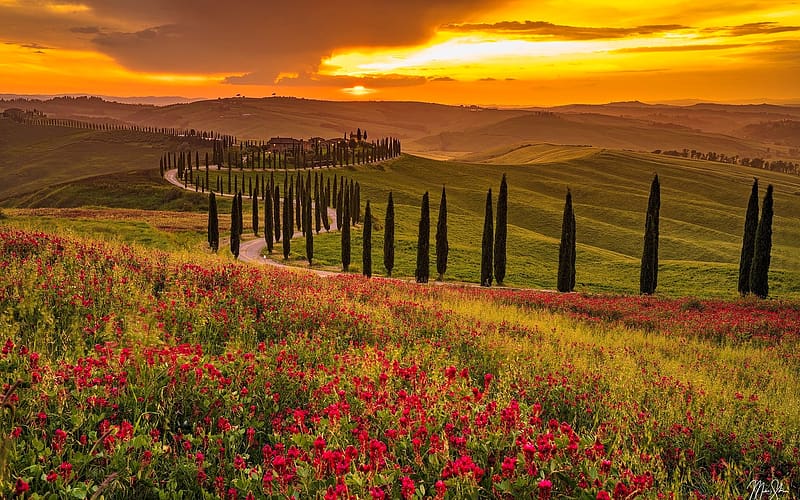 Crete Senesi sunset, field, beautiful, Italy, meadow, sky, sunset, fiery, wildflowers, summer, Tuscany, HD wallpaper