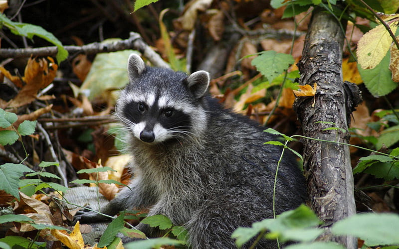 resting young raccoon-Nature wild animals Featured, HD wallpaper