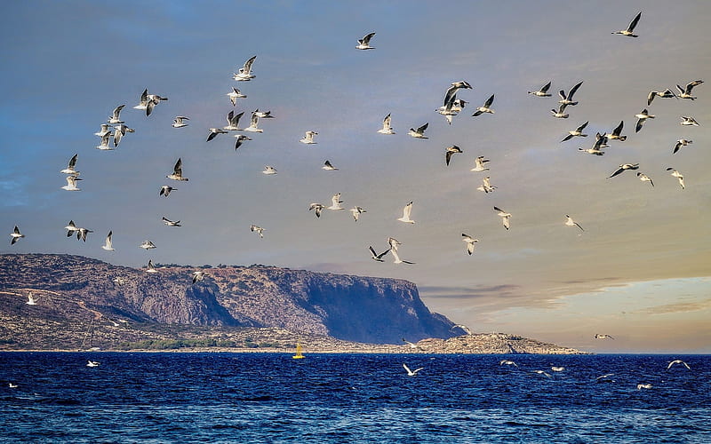 Gulls in Crete, Greece, coast, flight, Greece, Crete, birds, island, seagulls, HD wallpaper