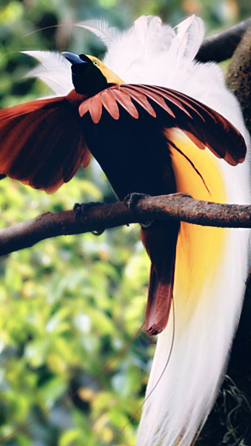 Bird of Paradise, bonito, birds, colorful, nature, rare, HD phone wallpaper