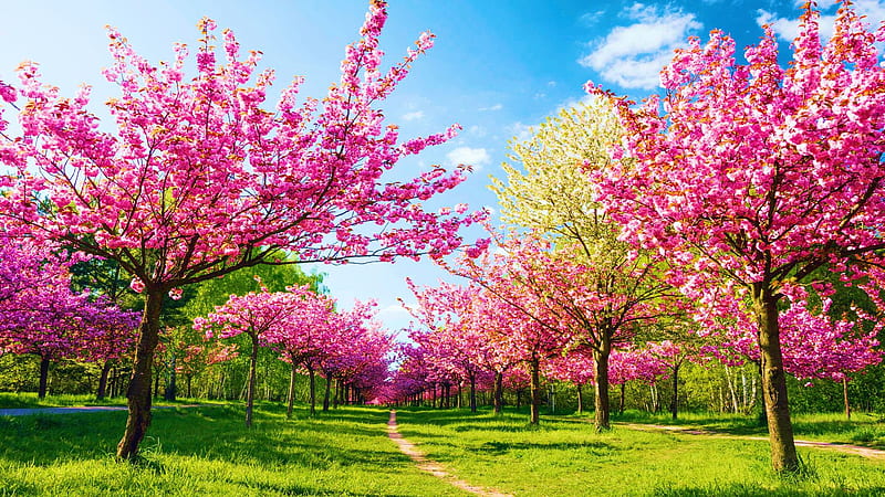 Park in Berlin, blossoms, spring, trees, cherry, sky, HD wallpaper | Peakpx