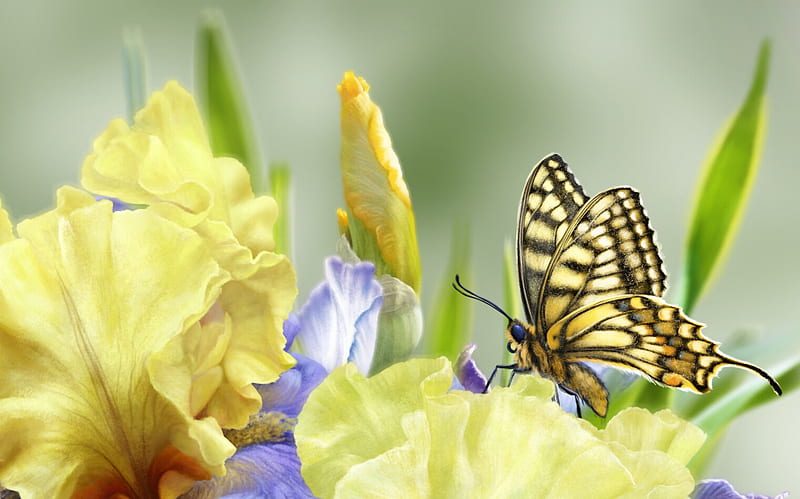 Butterfly's dream, iris, blue, alenaekaterinburg, art, frumusete, luminos, yellow, elena roslyakova, fantasy, butterfly, fluture, flower, HD wallpaper
