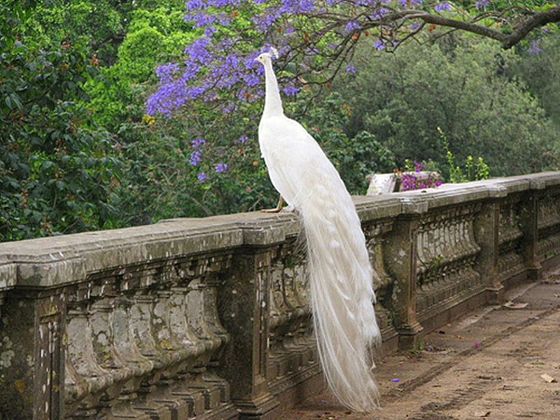 Discover more than 83 white peacock 4k wallpaper