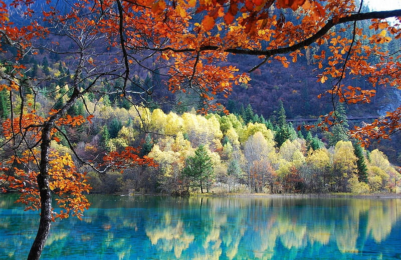 Beauty of nature, Fall, forest, autumn, orange, yellow, trees, lake ...