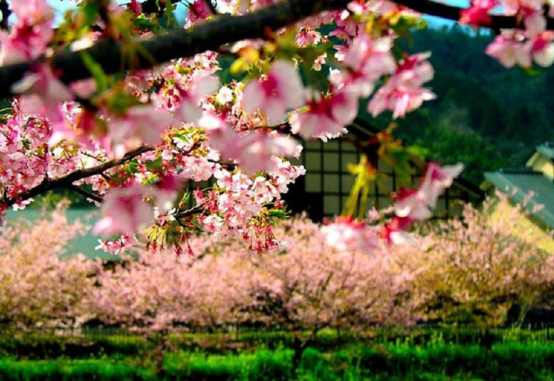 Sakura Garden, sakura, japan, japanese, macro, flower, garden, spring, cherry blossom, HD wallpaper