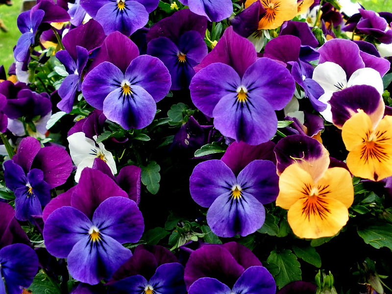 Download wallpaper 800x1200 pansies, flowers, bright, colorful, different,  close-up iphone 4s/4 for parallax hd background