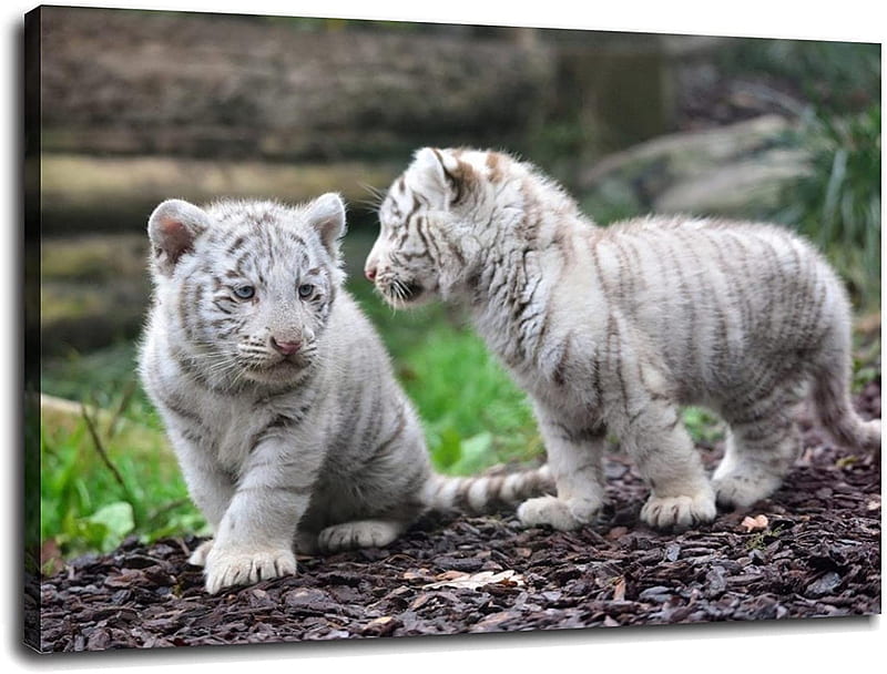 White Tiger Cub Canvas Prints Poster Wall Art For Home Office Decorations With Framed : Everything Else, White Tiger Cubs, HD wallpaper