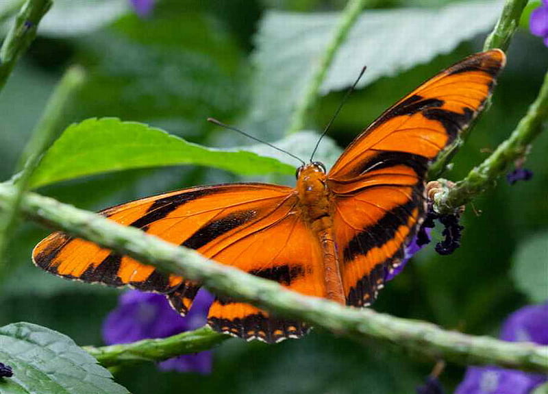 Бабочка черно оранжевая. Бабочка тигровая Менелай. Оранжевая бабочка. Оранжевая тигровая бабочка. Черно оранжевая бабочка.