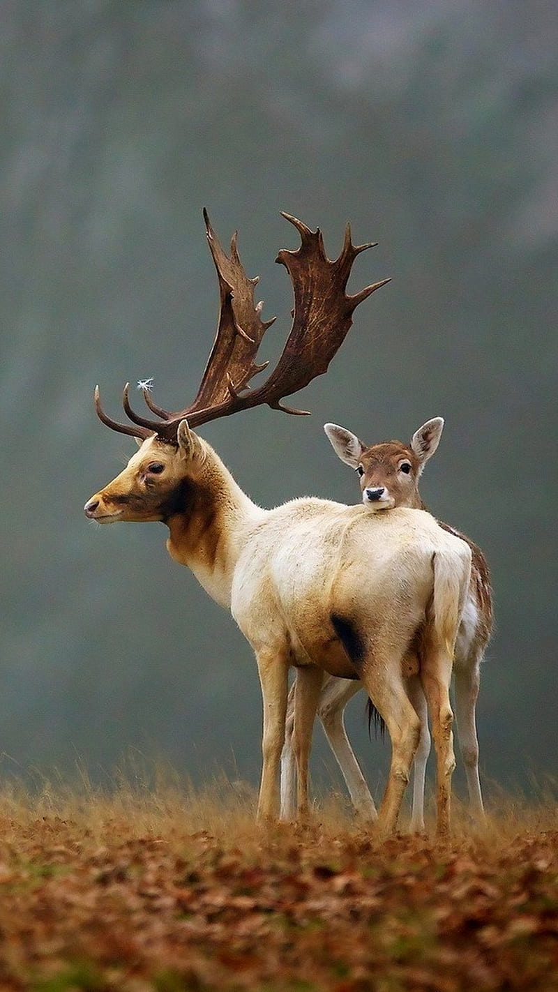 fallow deer, deer, hunting, forest, autumn forest, HD phone wallpaper
