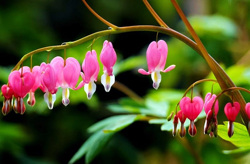 Signs of Spring, plant, blooding, blossoms, garden, corazones, HD wallpaper