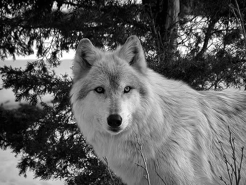 Winter Wolf, special black and white, bonito, winter, graphy, snow, wild, beauty, face, wolf, hop, majestic, HD wallpaper
