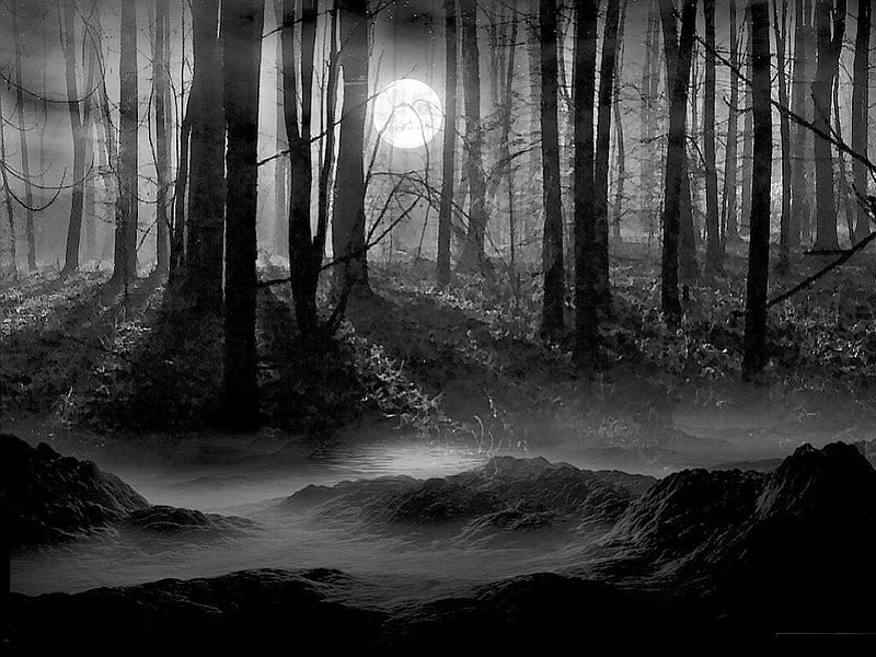 Dark Forest, forest, grey shades, full moon, night, HD wallpaper