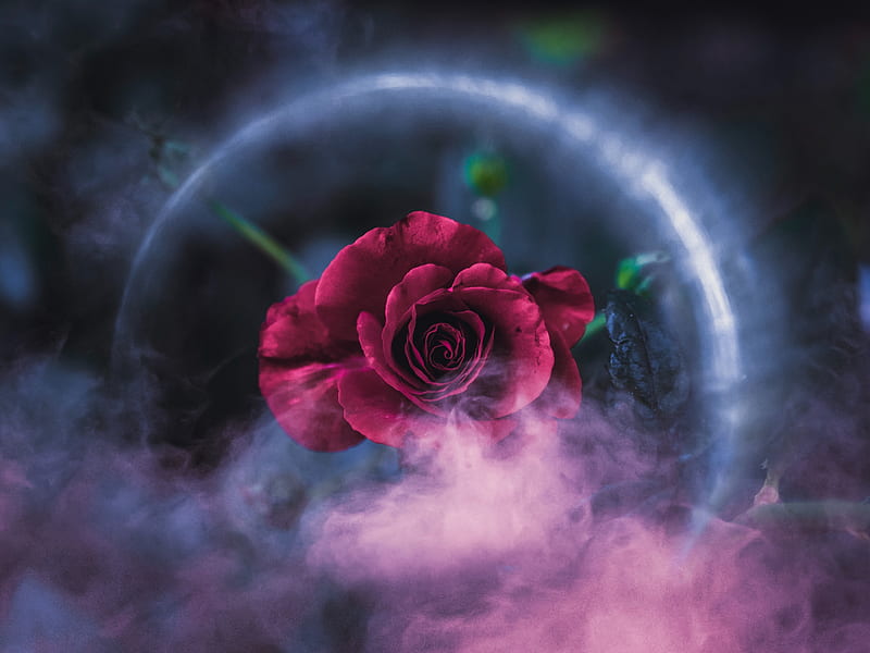 Rose Dreamy , rose, flowers, graphy, HD wallpaper