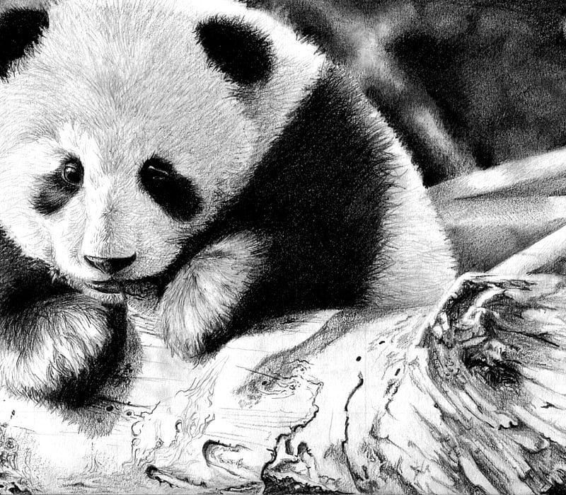 Panda bear, panda, china, bear, animal, bamboo, HD wallpaper | Peakpx