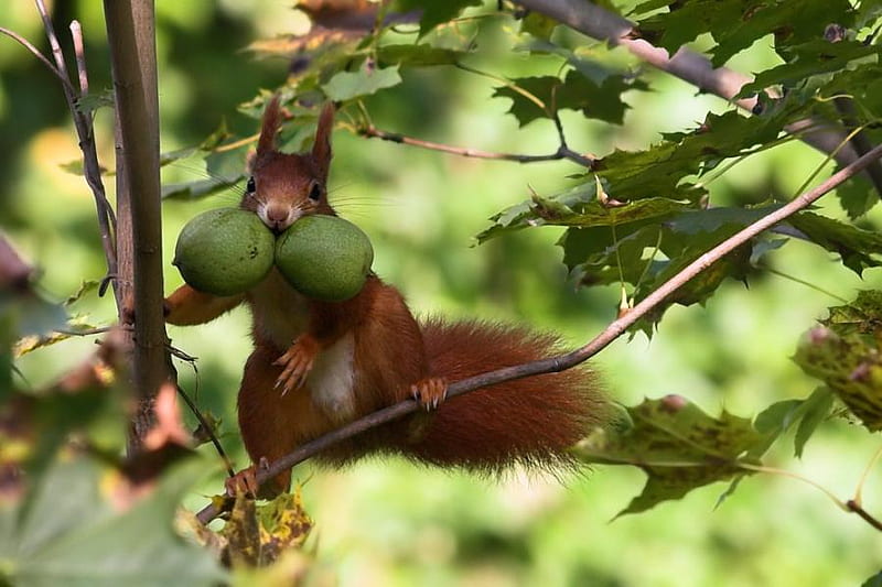greedy squirrel, greedy, squirrel, green, woods, funny, HD wallpaper