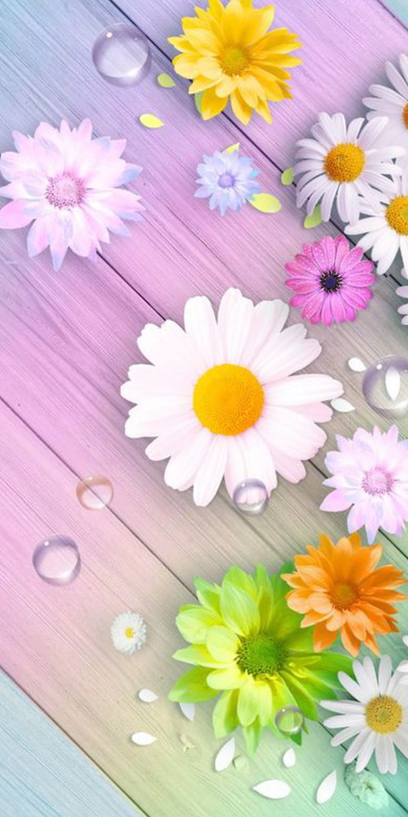 Daisy, flowers, cute, HD phone wallpaper | Peakpx