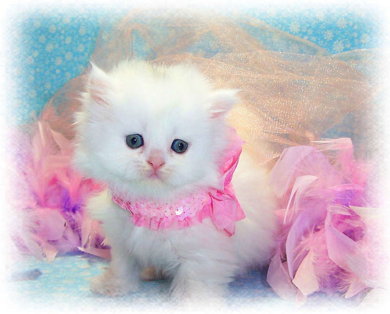 White fluff, cute, kitten, pink, fluffy, HD wallpaper