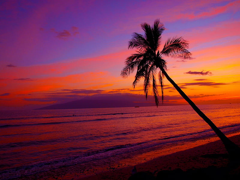 sunset, palm, Hawaii, HD wallpaper | Peakpx