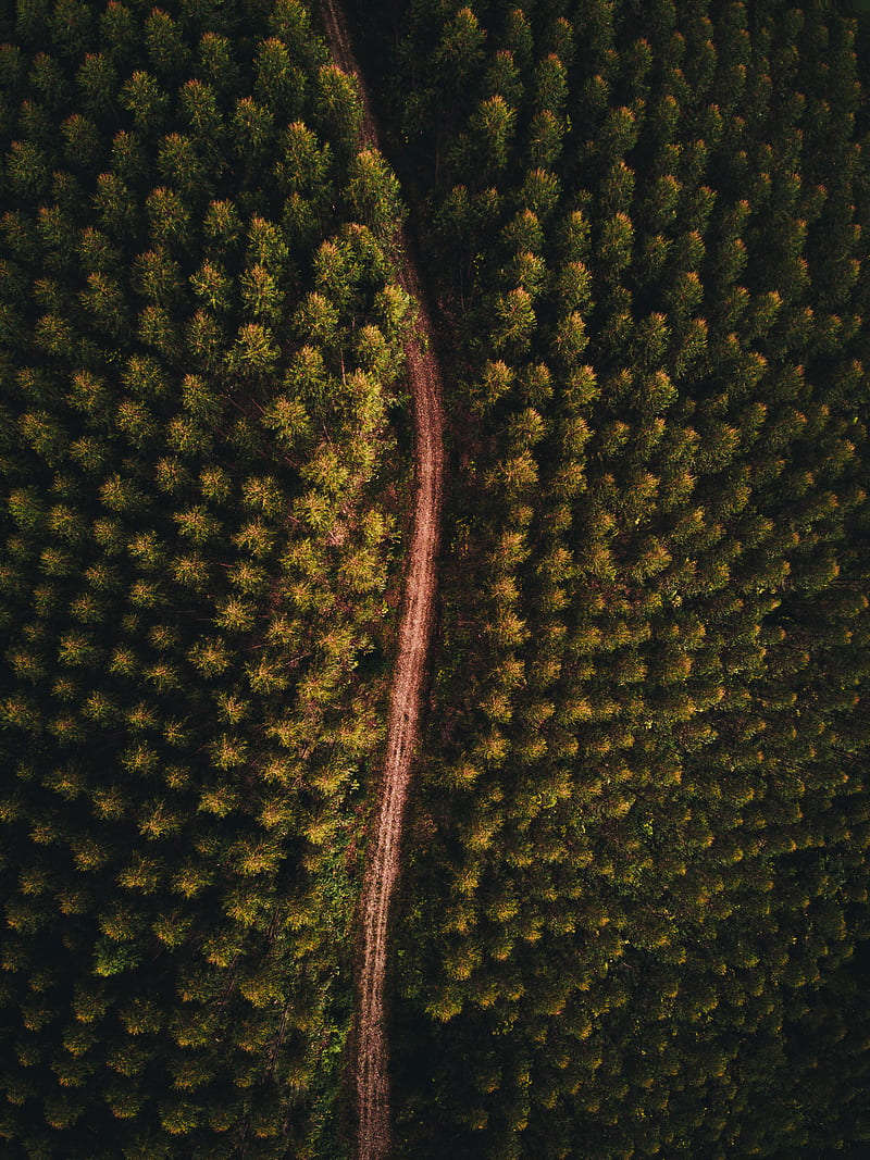 forest, road, aerial view, trees, tops, HD phone wallpaper