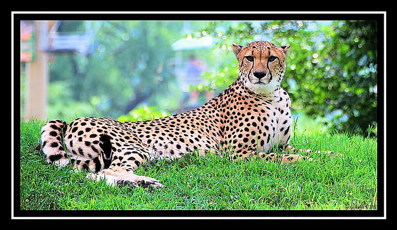 Speed and beauty, spotted, cheetah, speed, cat, brown black white, hunter, HD wallpaper