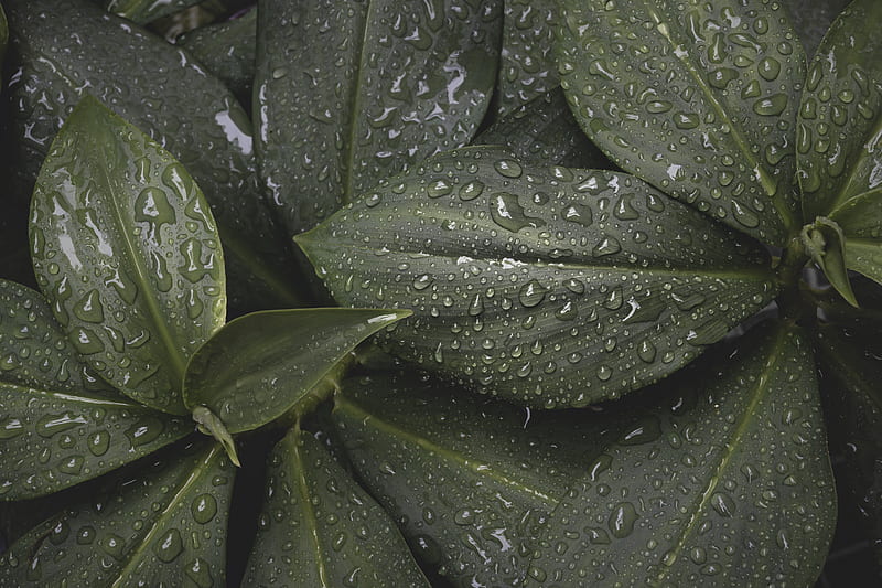 Water droplets on green leaf, HD wallpaper | Peakpx