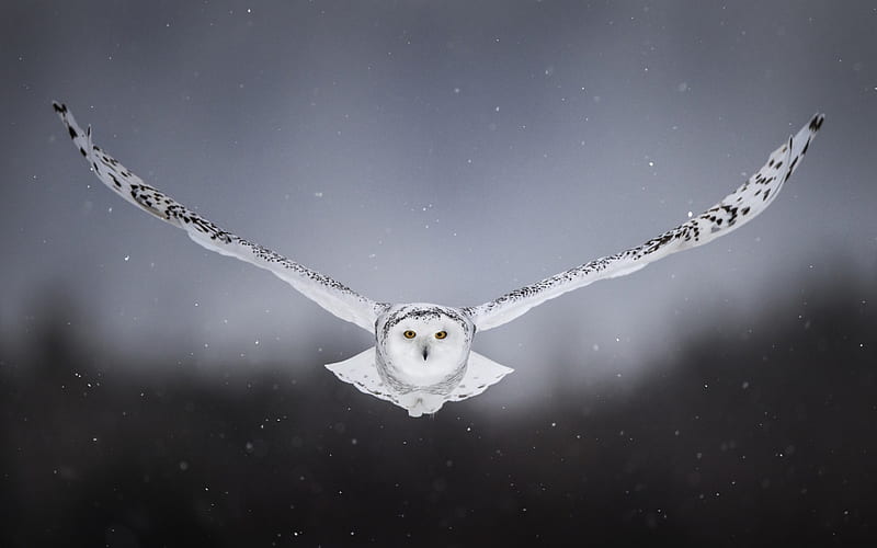 Snowy Owl, white owl, North America, owl, Bubo scandiacus, HD wallpaper
