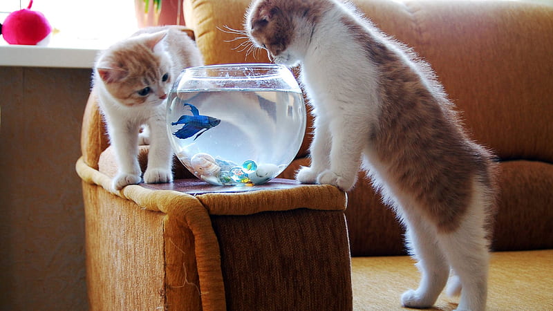 Cats, fish, animals, aquarium, HD wallpaper | Peakpx