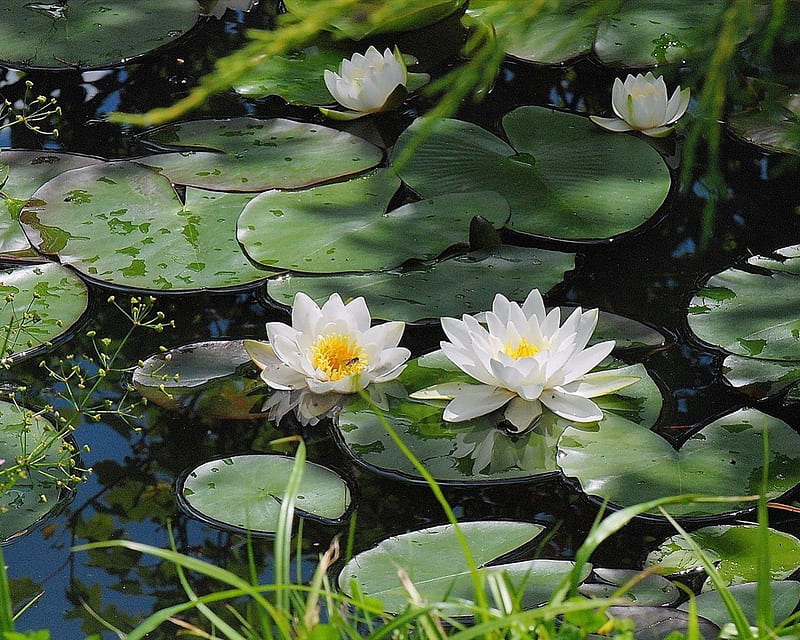 waterlily pond, pond, waterlily, flowers, nature, HD wallpaper
