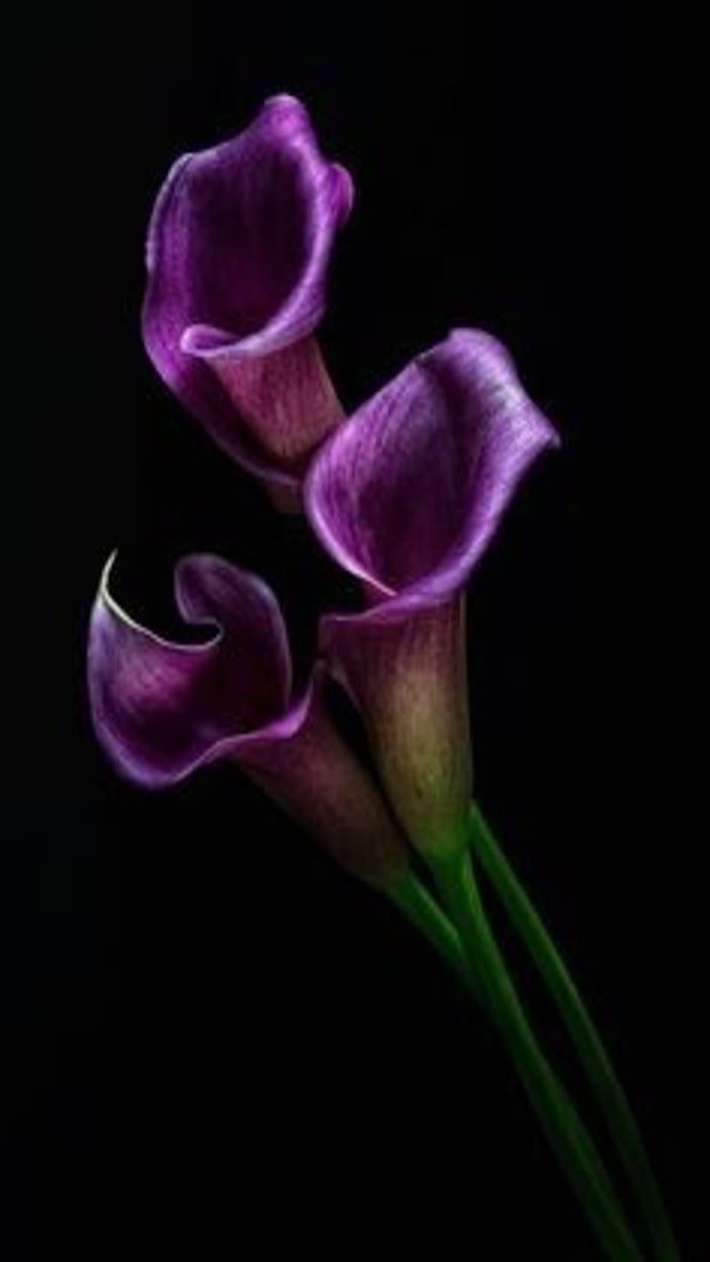 Superbe calla flower, bonito, elegant, lilla, violet, HD phone wallpaper