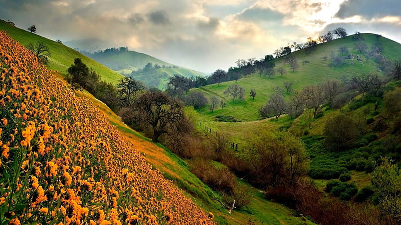 flowers on a steep hillside, hills, steep, flowers, clouds, valley, HD wallpaper